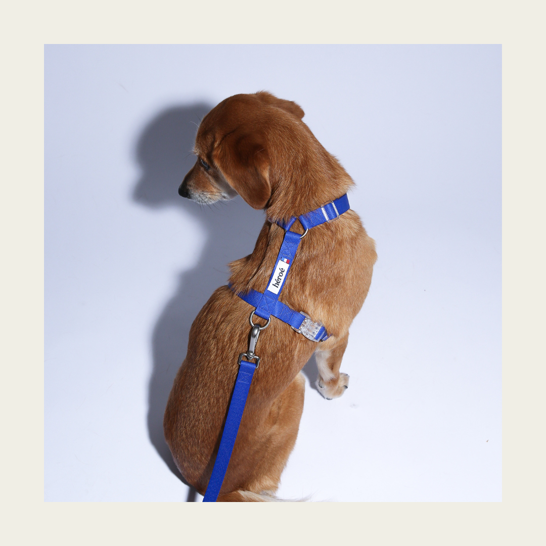 HERON Harnais pour chien Bleu Grand confort - Plusieurs tailles disponibles