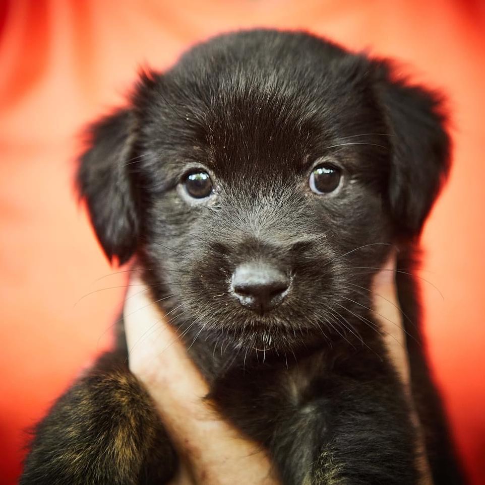 chien à adopter dans un refuge
