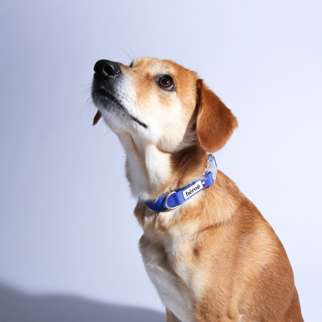 Collier Cobalt