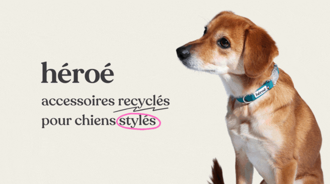 Accessoires pour chiens -  France