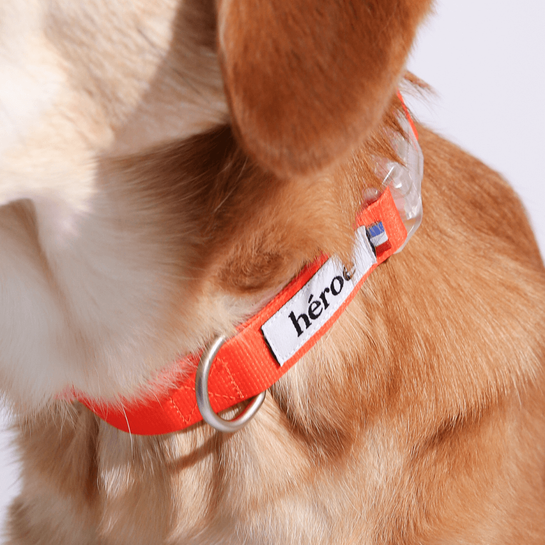 collier orange pour chien