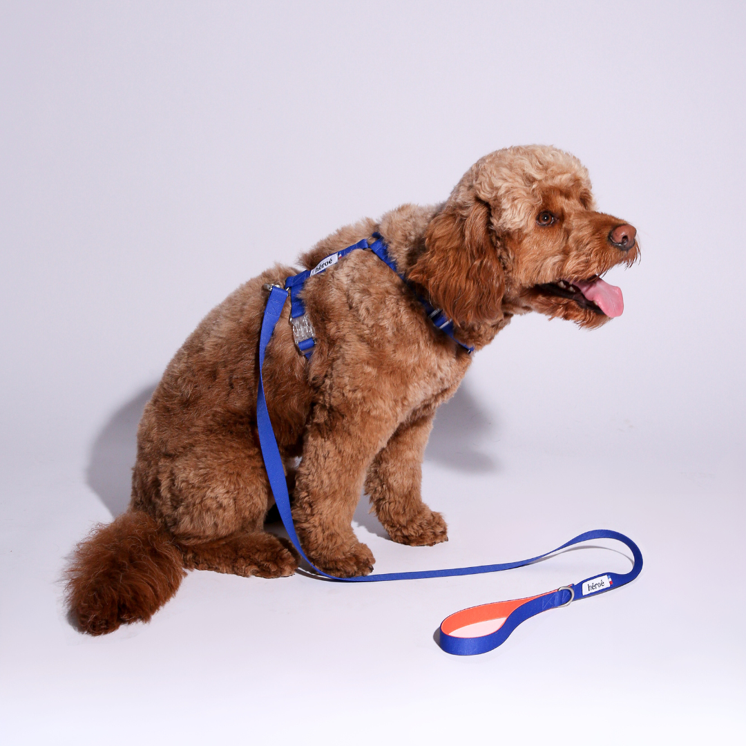 HERON Harnais pour chien Bleu Grand confort - Plusieurs tailles disponibles